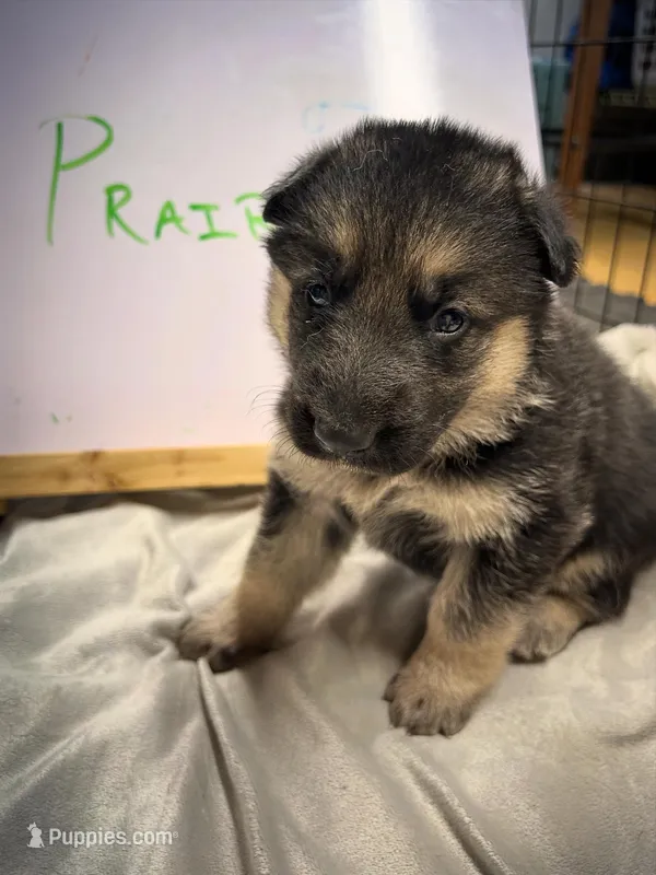 Prairie  – German Shepherd Dog puppy for sale in Pacific, WA