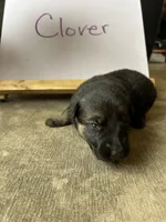 Clover, a female German Shepherd Dog for sale in Pacific, WA – 2 of 2