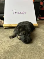 Tracker, a male German Shepherd Dog for sale in Pacific, WA – 2 of 3