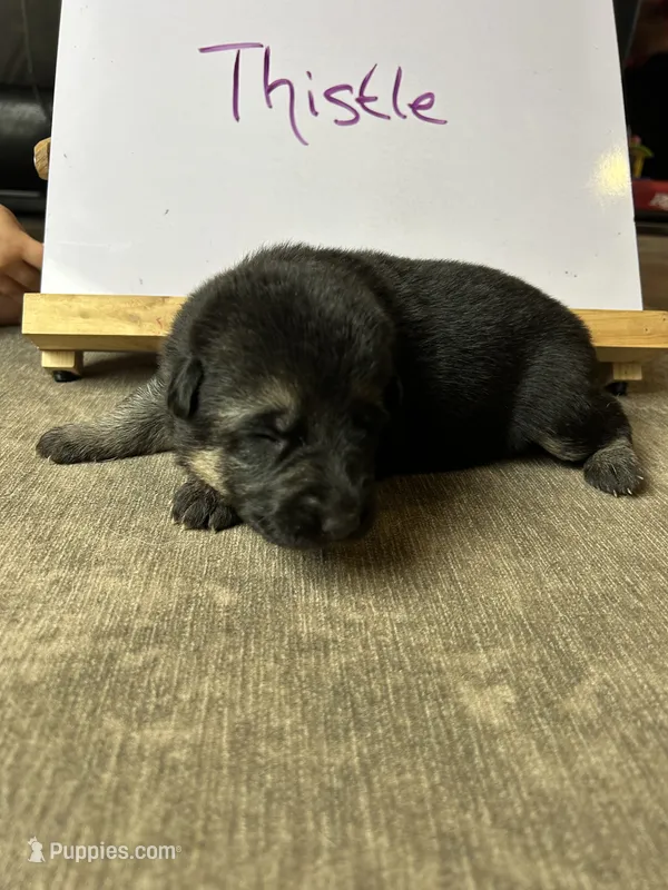 Thistle  – German Shepherd Dog puppy for sale in Pacific, WA