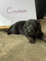 Crockett , a male German Shepherd Dog for sale in Pacific, WA – 1 of 3