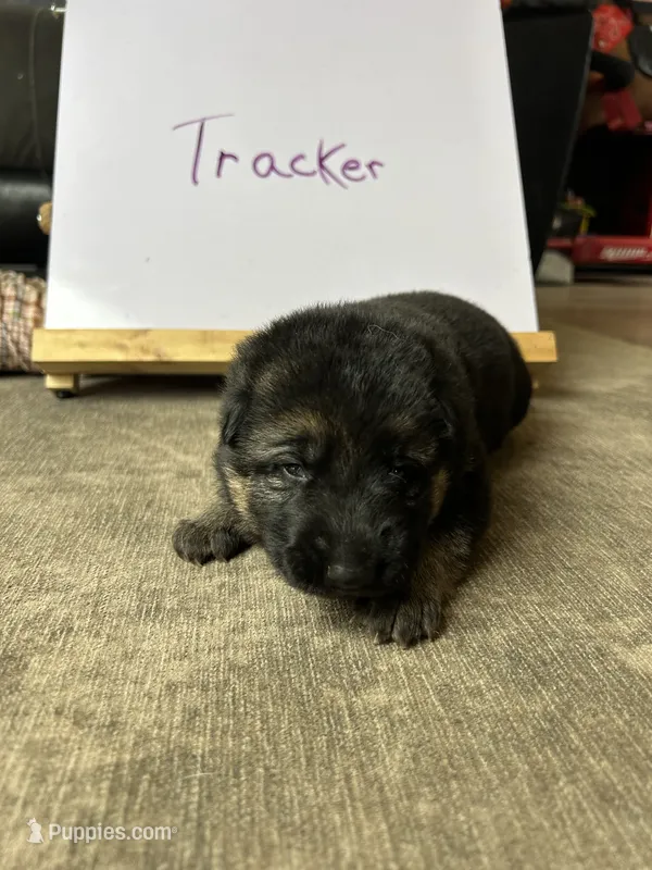 Tracker – German Shepherd Dog puppy for sale in Pacific, WA
