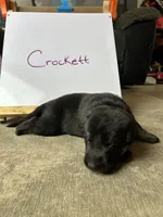 Crockett , a male German Shepherd Dog for sale in Pacific, WA – 3 of 3