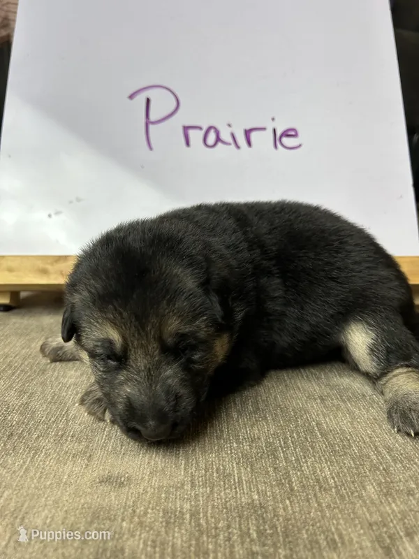 Prairie  – German Shepherd Dog puppy for sale in Pacific, WA