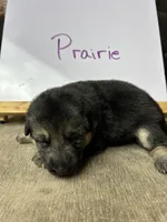 Prairie , a female German Shepherd Dog for sale in Pacific, WA – 1 of 3