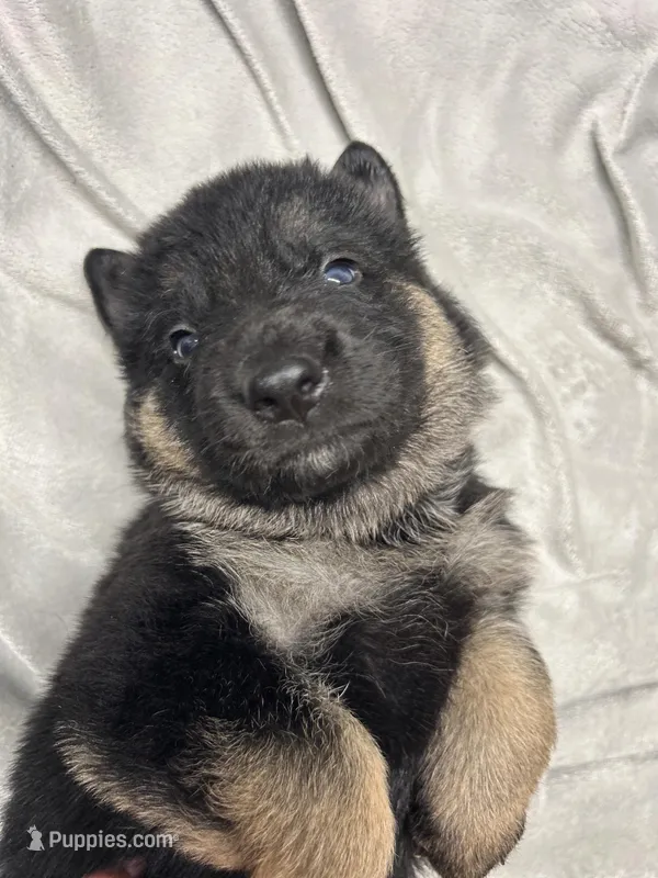 Boone – German Shepherd Dog puppy for sale in Pacific, WA