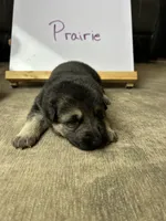 Prairie , a female German Shepherd Dog for sale in Pacific, WA – 2 of 3