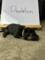 Dandelion , a female German Shepherd Dog for sale in Pacific, WA – 3 of 3
