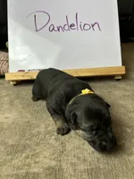 Dandelion , a female German Shepherd Dog for sale in Pacific, WA – 1 of 3