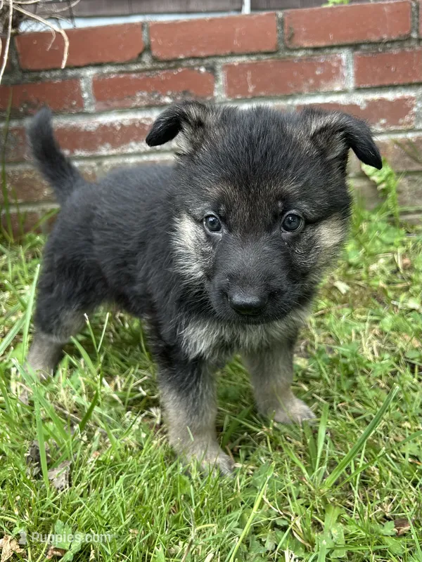 Dandelion  – German Shepherd Dog puppy for sale in Pacific, WA