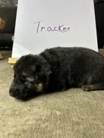 Tracker, a male German Shepherd Dog for sale in Pacific, WA – 3 of 3