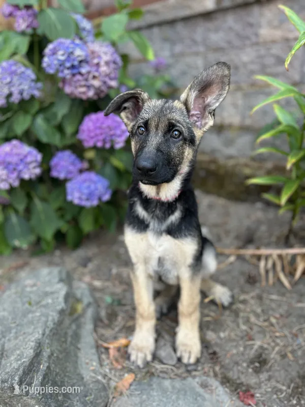 Meadow  – German Shepherd Dog puppy for sale in Pacific, WA