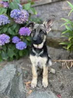 Meadow , a female German Shepherd Dog for sale in Pacific, WA – 1 of 7