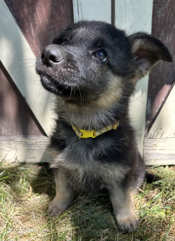 Dandelion  – German Shepherd Dog puppy for sale in Pacific, WA