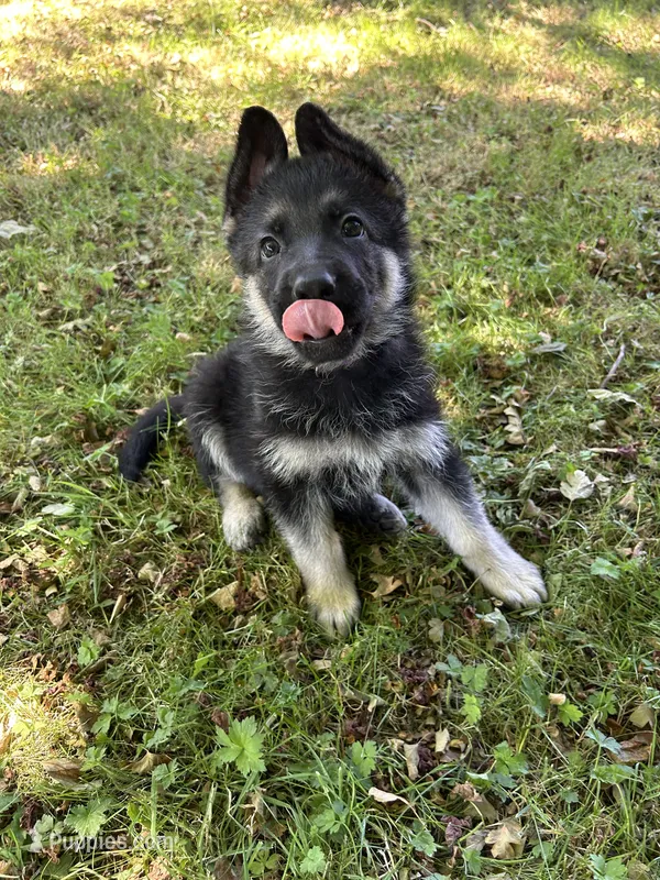 Thistle  – German Shepherd Dog puppy for sale in Pacific, WA