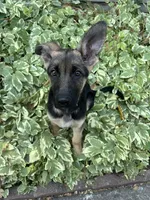Meadow , a female German Shepherd Dog for sale in Pacific, WA – 7 of 7