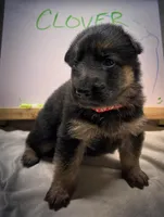 Clover, a female German Shepherd Dog for sale in Pacific, WA – 1 of 5