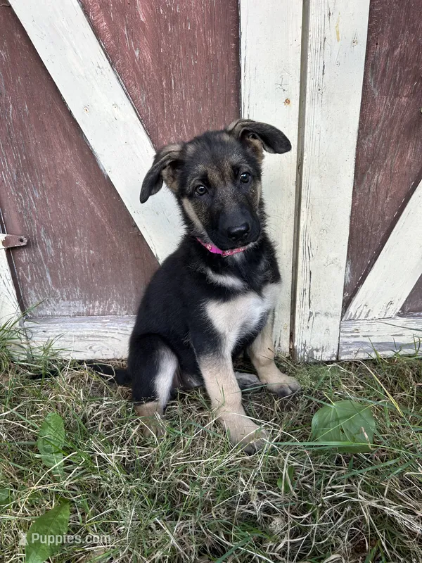 Meadow – German Shepherd Dog puppy for sale in Pacific, WA