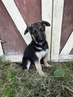 Meadow, a female German Shepherd Dog for sale in Pacific, WA – 1 of 10