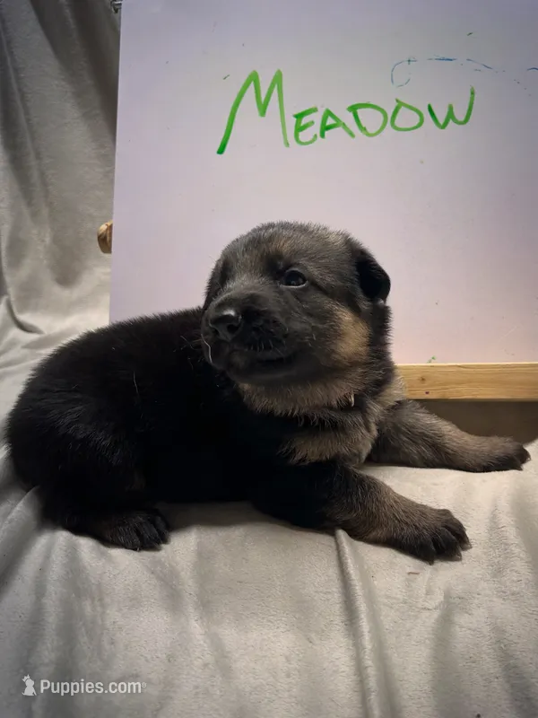 Meadow – German Shepherd Dog puppy for sale in Pacific, WA