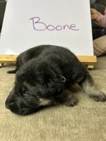 Boone, a male German Shepherd Dog for sale in Pacific, WA – 2 of 3