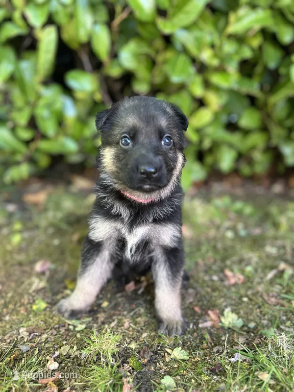 Meadow – German Shepherd Dog puppy for sale in Pacific, WA