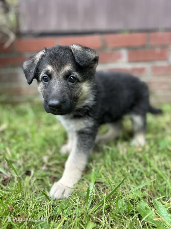 Prairie  – German Shepherd Dog puppy for sale in Pacific, WA