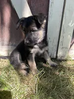 Meadow, a female German Shepherd Dog for sale in Pacific, WA – 10 of 10