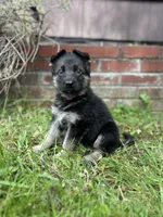 Meadow, a female German Shepherd Dog for sale in Pacific, WA – 9 of 10