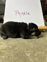 Thistle , a female German Shepherd Dog for sale in Pacific, WA – 3 of 3