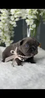Blue Fluffy Prada possibly with pink, a female French Bulldog for sale in Orlando, FL – 2 of 5