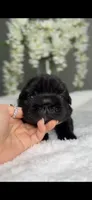 Bulgari big rope possibly with pink, a male French Bulldog for sale in Orlando, FL – 7 of 8