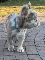 Merle new shade tan male fluffy , a male French Bulldog for sale in New York, NY – 6 of 9