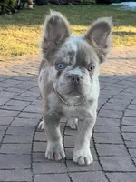Merle new shade tan male fluffy , a male French Bulldog for sale in New York, NY – 5 of 9