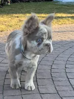 Merle new shade tan male fluffy , a male French Bulldog for sale in New York, NY – 7 of 9