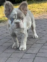 Merle new shade tan male fluffy , a male French Bulldog for sale in New York, NY – 9 of 9