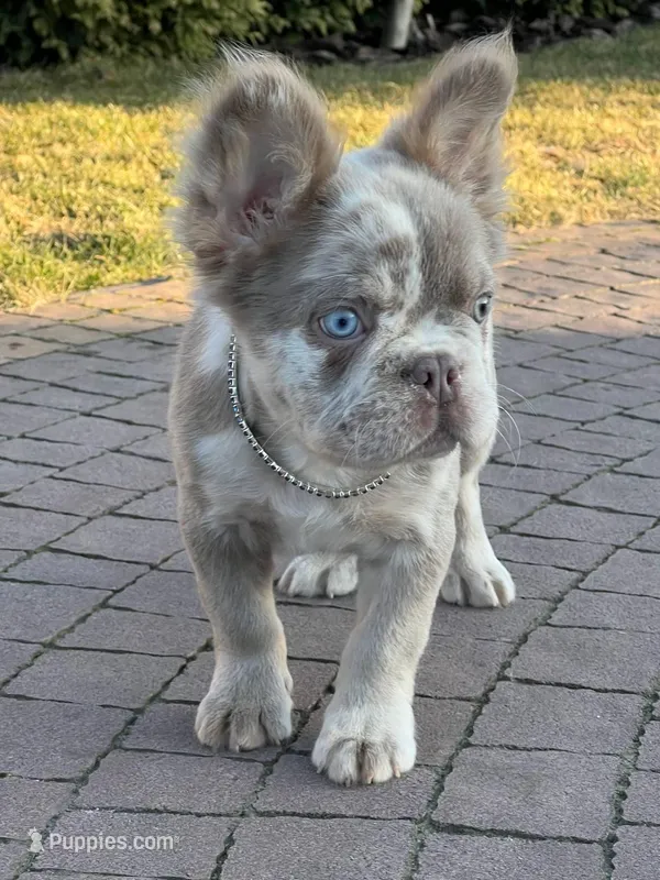 Merle new shade tan male fluffy , a male French Bulldog for sale in New York, NY – 1 of 9