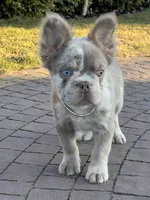 Merle new shade tan male fluffy , a male French Bulldog for sale in New York, NY – 8 of 9