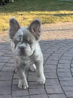 Merle new shade tan male fluffy , a male French Bulldog for sale in New York, NY – 4 of 9