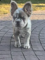 Merle new shade tan male fluffy , a male French Bulldog for sale in New York, NY – 3 of 9