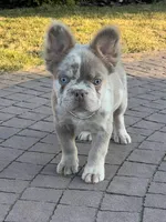 Merle new shade tan male fluffy , a male French Bulldog for sale in New York, NY – 2 of 9