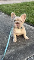 New shade big rope fluffy , a male French Bulldog for sale in Miami, FL – Photo 7 of 8