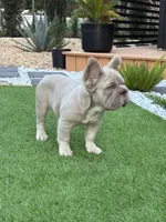 New shade big rope fluffy , a male French Bulldog for sale in Miami, FL – Photo 6 of 8