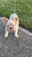 New shade big rope fluffy , a male French Bulldog for sale in Miami, FL – Photo 8 of 8