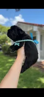 Bulgari big rope possibly with pink, a male French Bulldog for sale in Orlando, FL – 8 of 8