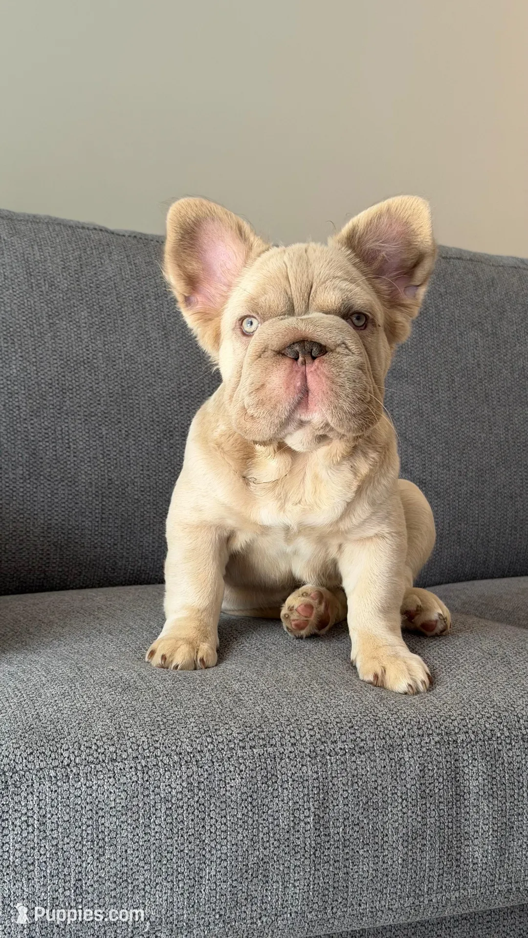 Fluffy male big rope new shade  – French Bulldog puppy for sale in Miami, FL