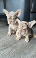 Golden ticket , a male French Bulldog for sale in Orlando, FL – 6 of 7