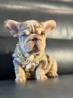 Lindor, a female French Bulldog for sale in Orlando, FL – 5 of 8