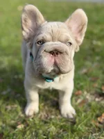 Simba, a male French Bulldog for sale in Orlando, FL – Photo 3 of 9