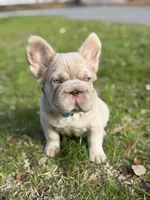 Simba, a male French Bulldog for sale in Orlando, FL – Photo 6 of 9